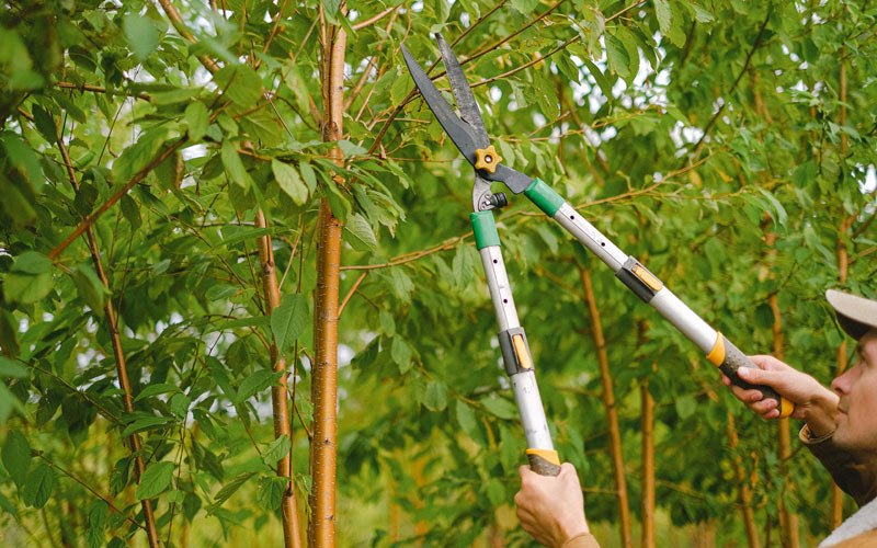 Tree trimming in Westphalia, IN